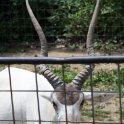 Nice Horns